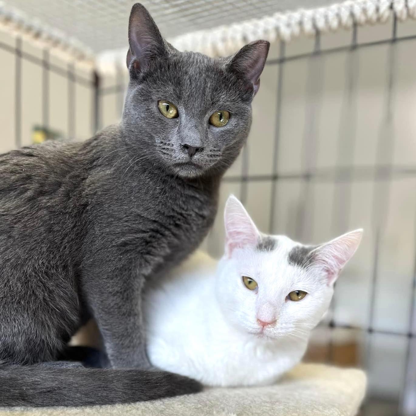 Donate Supplies! Feral Feline Friends of East Tennessee