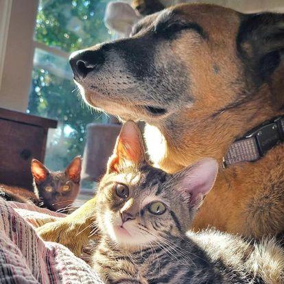 Consider Fostering 1