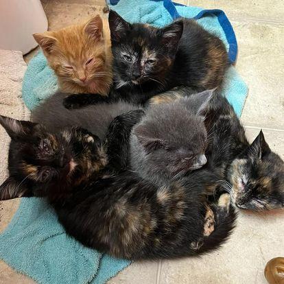 Consider Fostering 2