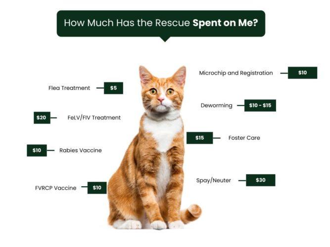 Adoption Fees Feral Feline Friends of East Tennessee