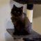 Izzy