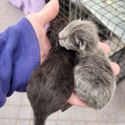 Is Fostering Right For Me 1
