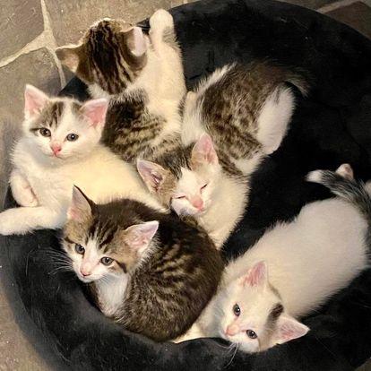 Is Fostering Right For Me 2
