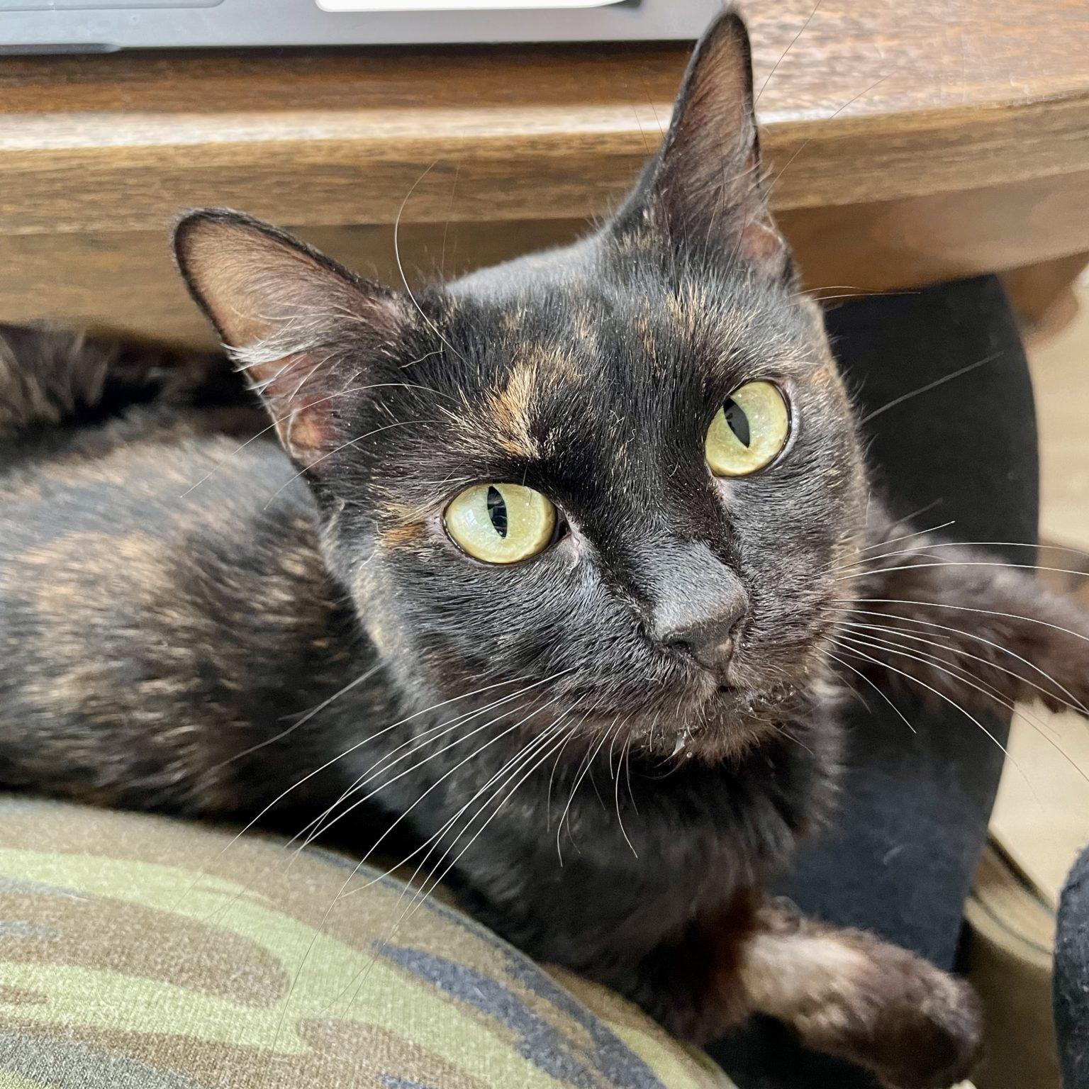 Medical Cats Feral Feline Friends of East Tennessee