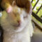 Mayo Meow