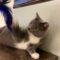 Grey Cat