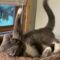 Grey Cat