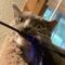 Grey Cat