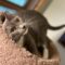 Grey Cat