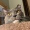 Grey Cat