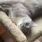 Grey Cat