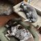 Grey Cat