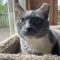 Grey Cat