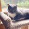 Grey Cat