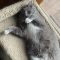 Grey Cat