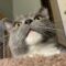 Grey Cat