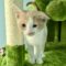 Flossie