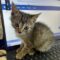 DJ Catnip