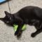 Black Licorice
