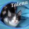 Talena