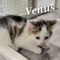 Venus