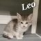 Leo