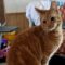 Ginger