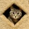 Wide Eyed Wilhelmina