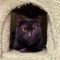 Blacara