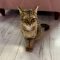 Vivian