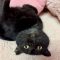 Blacara
