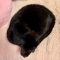 Blacara