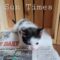 Sun Times