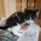 Gazette