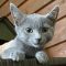 Pouncer