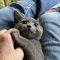 Pouncer