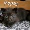 Mopsy