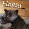 Flopsy