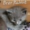Brer Rabbit