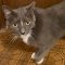Purrmela Anderson