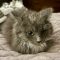 Puffy