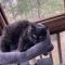 Bodie