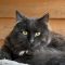 Bodie