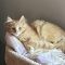 Pinot MEOW