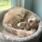 Pinot MEOW