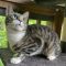 Chubba
