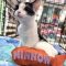 Minnow
