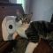 Raoul