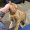 Tomcat Petty