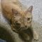 Tomcat Petty
